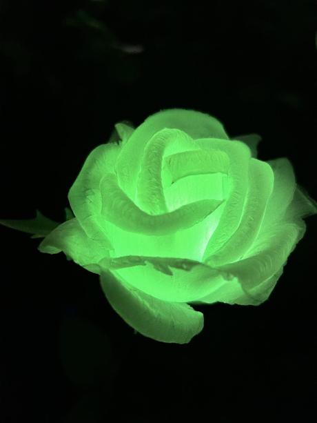 Le Canada - Terrebonne - Festival des Fleurs Le Canada - Terrebonne - Festival des Fleurs