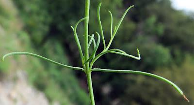 Centranthe à feuilles étroites (Centranthus angustifolius)