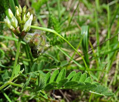 Astragale pois-chiche (Astragalus cicer)