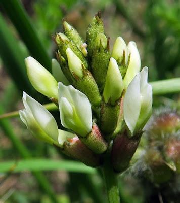 Astragale pois-chiche (Astragalus cicer)