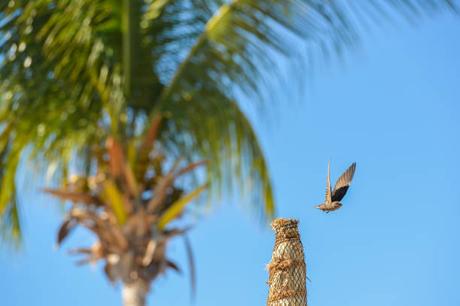 L’Île Maurice – Le Paradis Tropical que les Suisses ne peuvent Résister L’Île Maurice – Le Paradis Tropical que les Suisses ne peuvent Résister