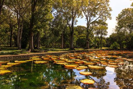 L’Île Maurice – Le Paradis Tropical que les Suisses ne peuvent Résister L’Île Maurice – Le Paradis Tropical que les Suisses ne peuvent Résister