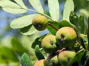 Sorbier domestique, cormier (Sorbus domestica)