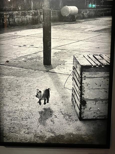 Musée Maillol exposition  » Elliot Erwitt  » depuis le 23 Mars 2023. dernier jour le 24 Septembre 2023.