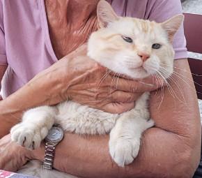 Chat en multipropriété