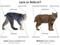 Pour rester avec les félins …