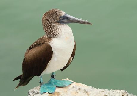 Bientôt il sera trop tard pour aller aux Galapagos…