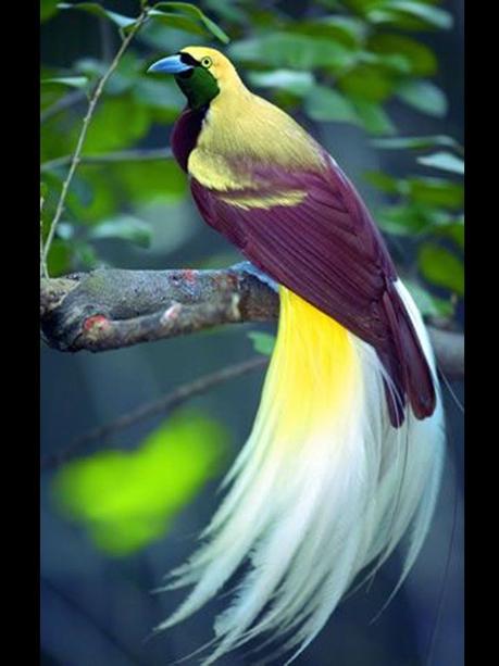 Divers - Les oiseaux de Madagascar - 1 Divers - Les oiseaux de Madagascar - 1