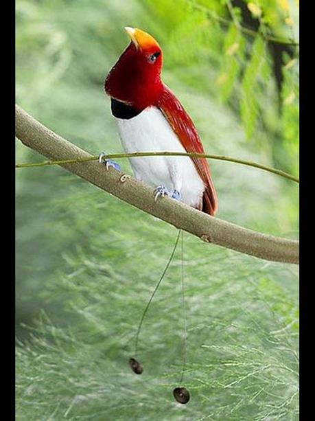 Divers - Les oiseaux de Madagascar - 1 Divers - Les oiseaux de Madagascar - 1