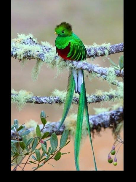 Divers - Les oiseaux de Madagascar - 1 Divers - Les oiseaux de Madagascar - 1