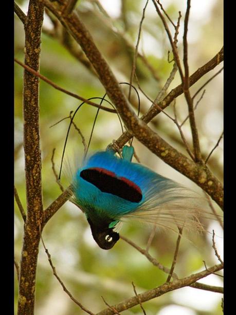 Divers - Les oiseaux de Madagascar - 1 Divers - Les oiseaux de Madagascar - 1