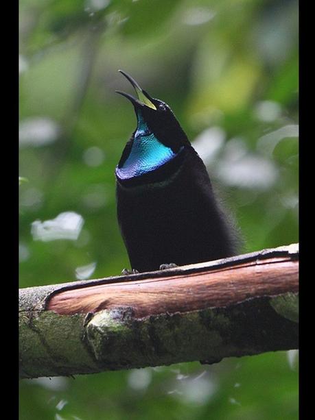 Divers - Les oiseaux de Madagascar - 1 Divers - Les oiseaux de Madagascar - 1