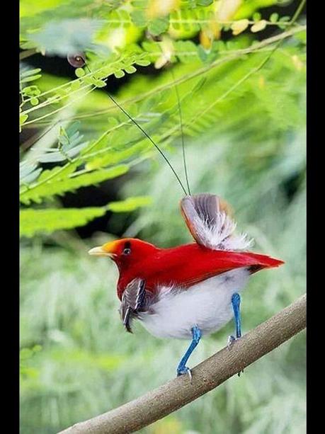 Divers - Les oiseaux de Madagascar - 1 Divers - Les oiseaux de Madagascar - 1