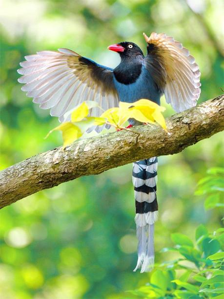 Divers - Les oiseaux de Madagascar - 1 Divers - Les oiseaux de Madagascar - 1