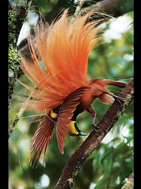 Divers - Les oiseaux de Madagascar - 1 Divers - Les oiseaux de Madagascar - 1