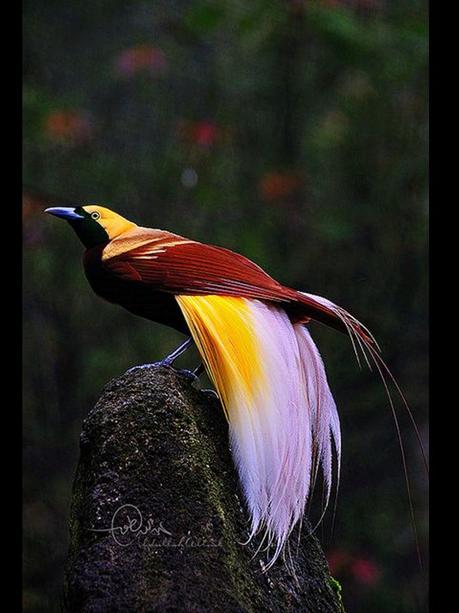 Divers - Les oiseaux de Madagascar - 1 Divers - Les oiseaux de Madagascar - 1