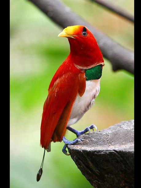 Divers - Les oiseaux de Madagascar - 1 Divers - Les oiseaux de Madagascar - 1