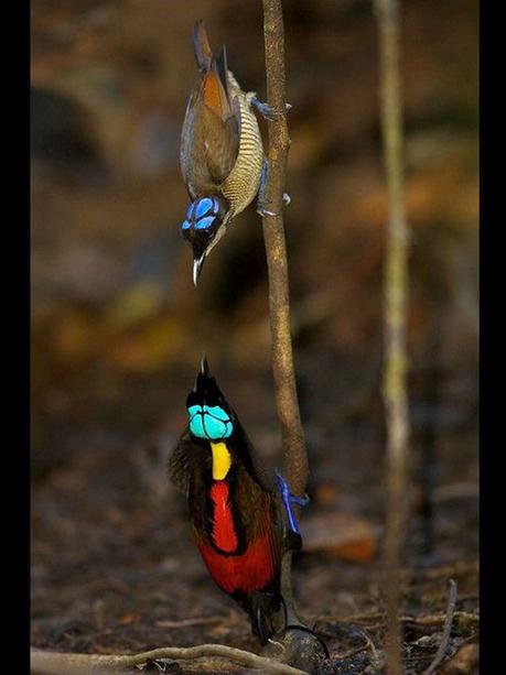 Divers - Les oiseaux de Madagascar - 1 Divers - Les oiseaux de Madagascar - 1