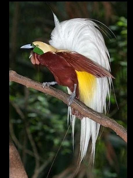 Divers - Les oiseaux de Madagascar - 1 Divers - Les oiseaux de Madagascar - 1