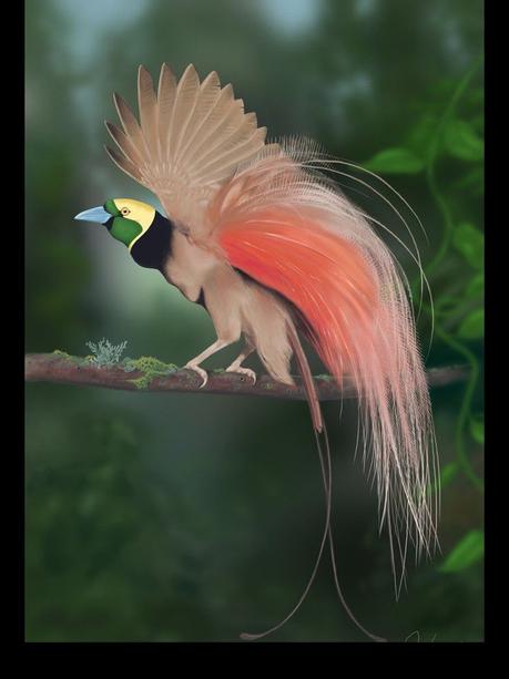 Divers - Les oiseaux de Madagascar - 1 Divers - Les oiseaux de Madagascar - 1