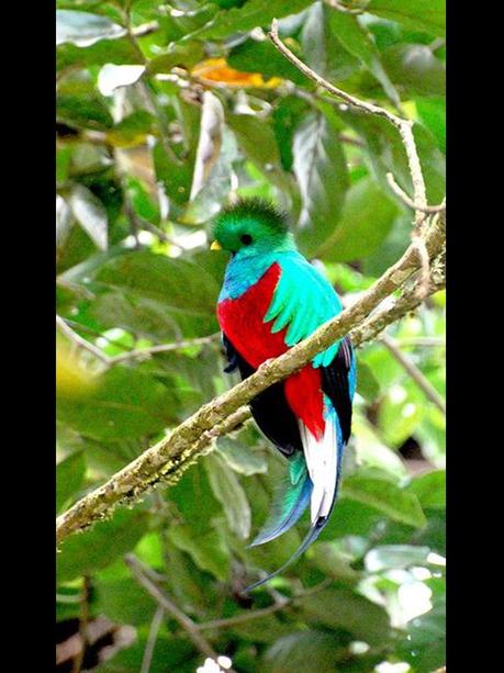 Divers - Les oiseaux de Madagascar - 1