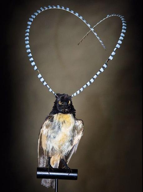 Divers - Les oiseaux de Madagascar - 1