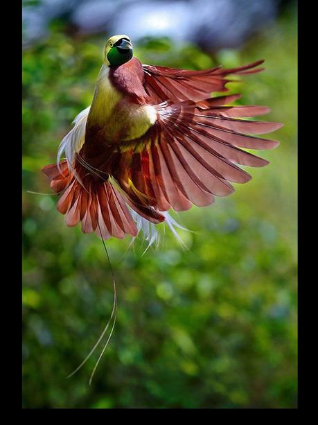 Divers - Les oiseaux de Madagascar - 1 Divers - Les oiseaux de Madagascar - 1