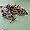 La limace léopard auxiliaire du jardinier contre d'autres limaces !