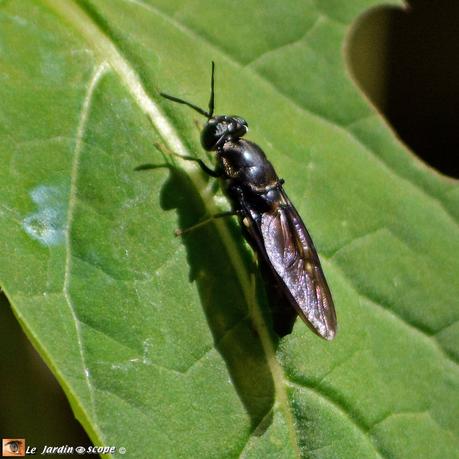 Mouche soldat - Hermetia-illucens