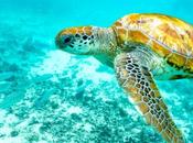 Immobilier Maurice Pourquoi proximité services essentielle