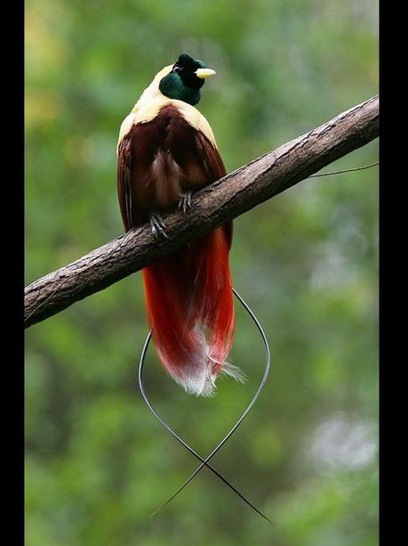 Divers - Les oiseaux de Madagascar - 2