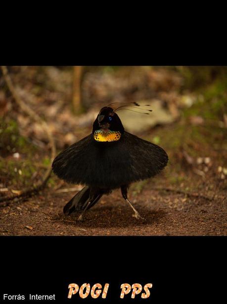 Divers - Les oiseaux de Madagascar - 2