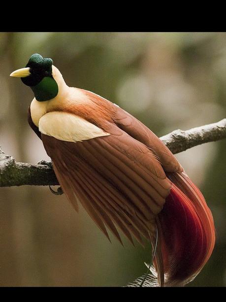 Divers - Les oiseaux de Madagascar - 2