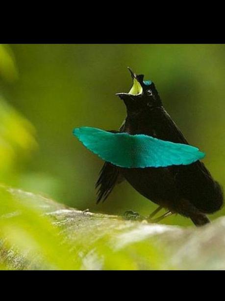Divers - Les oiseaux de Madagascar - 2