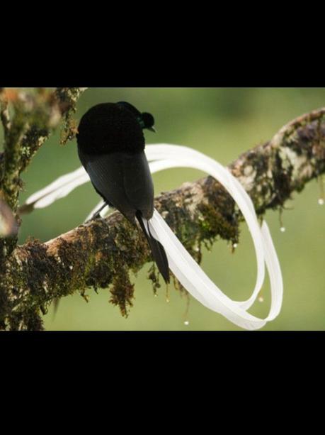 Divers - Les oiseaux de Madagascar - 2
