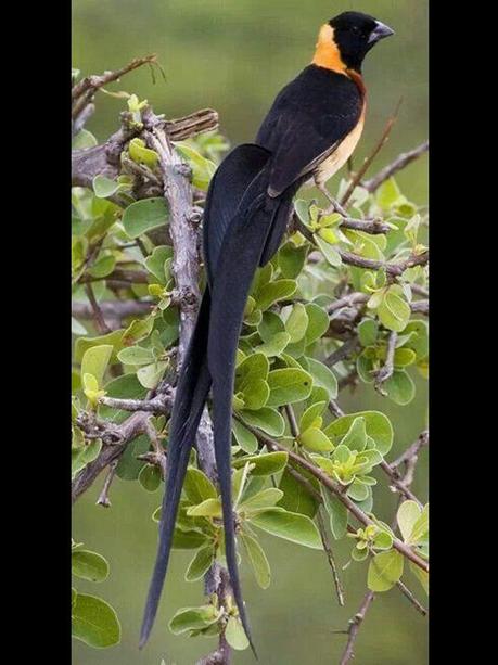Divers - Les oiseaux de Madagascar - 2