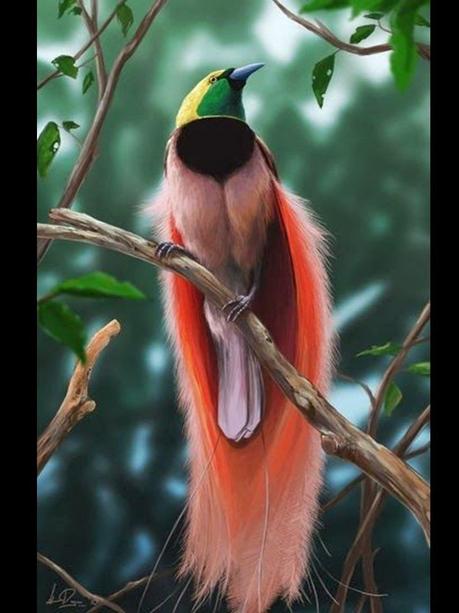 Divers - Les oiseaux de Madagascar - 2