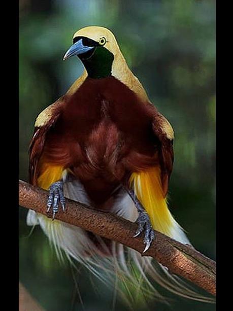 Divers - Les oiseaux de Madagascar - 2