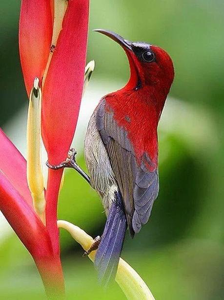 Divers - Les oiseaux de Madagascar - 2
