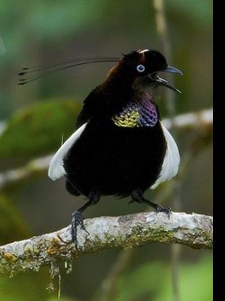 Divers - Les oiseaux de Madagascar - 2
