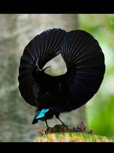 Divers - Les oiseaux de Madagascar - 2