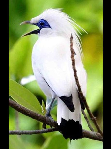Divers - Les oiseaux de Madagascar - 2
