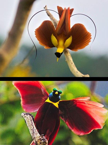 Divers - Les oiseaux de Madagascar - 2