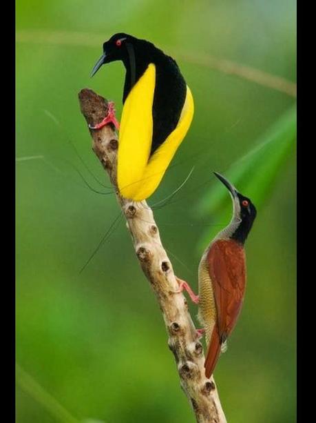 Divers - Les oiseaux de Madagascar - 2