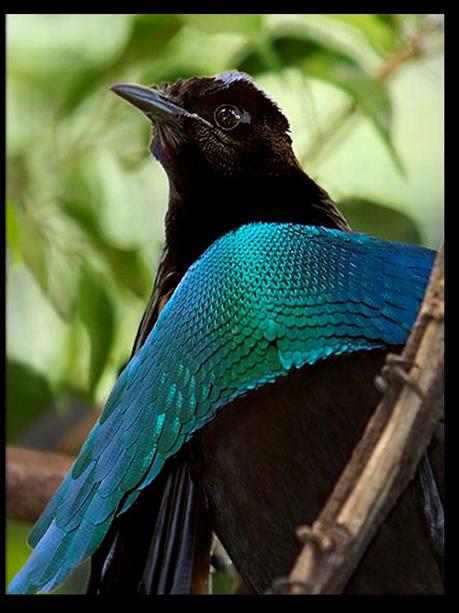 Divers - Les oiseaux de Madagascar - 2