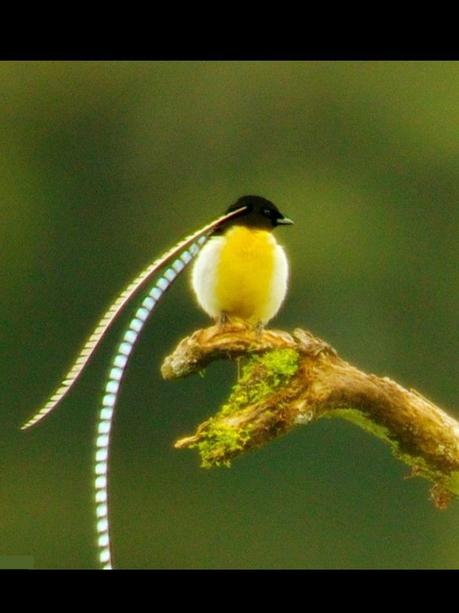 Divers - Les oiseaux de Madagascar - 2