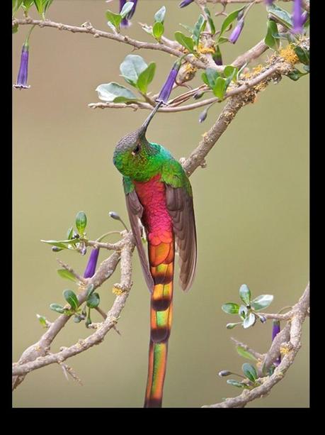 Divers - Les oiseaux de Madagascar - 2