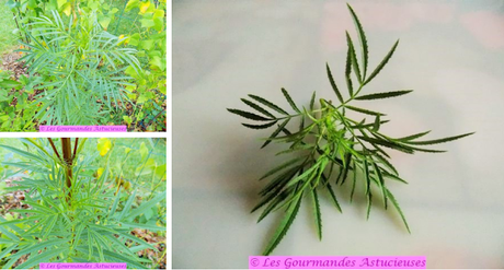 Shortbreads Vegan aux noisettes fraîches et aux feuilles de tagète