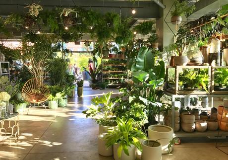 La Race Humaine Au Pédoncule Charnu