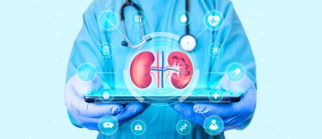 Les cellules rénales, hébergées dans un dispositif implantable appelé bioréacteur, peuvent survivre à l’intérieur du corps et reproduire plusieurs fonctions rénales (Visuel Adobe Stock 586776962)